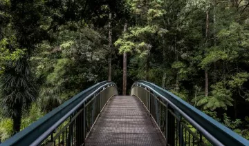 Pont que s'endinsa en un bosc