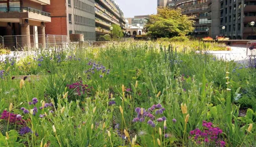 Cubierta ecológica en una zona verde urbana