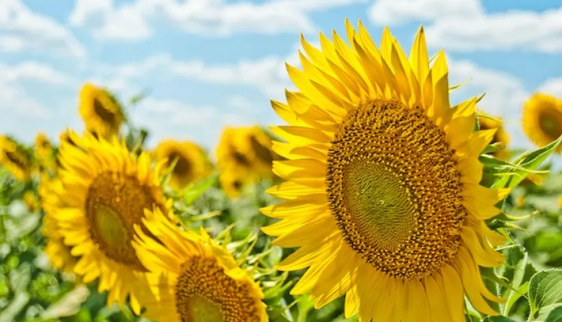 Girasols a l'estiu