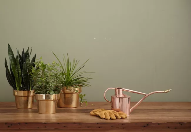 Las plantas han adquirido un nuevo sentido en tiempos del confinamiento