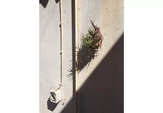 Terraza planta