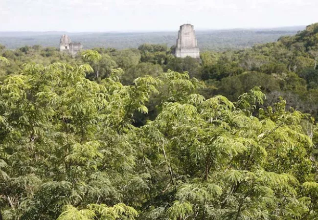 Ruinas de Tikal en Guatemala