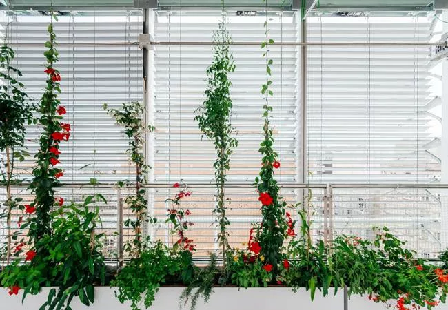 Plantas en el interior de Vila Urania