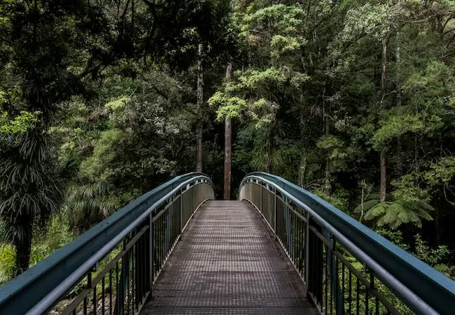 Pont que s'endinsa en un bosc
