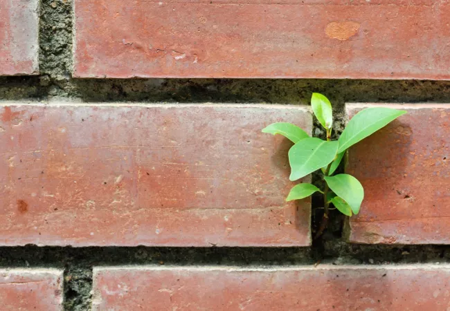 Planta verde creciendo entre ladrillos de construcción tradicional, simbolizando la integración de la naturaleza con los materiales de construcción sostenibles y los ecomateriales en arquitectura