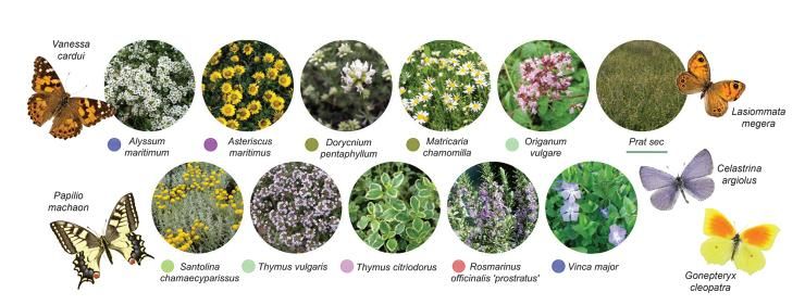 batlleiroig_cementiri-roques-blanques_fauna_flora
