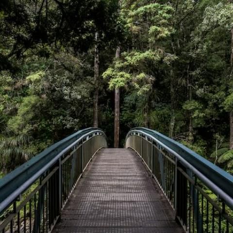 Pont que s'endinsa en un bosc
