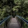 Pont que s'endinsa en un bosc
